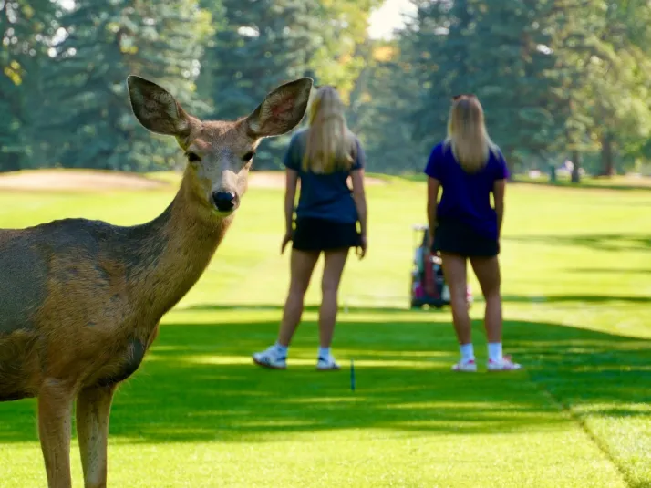 A deer in the foreground looks at the camera. In the background two female golfers stand on a green fairway looking away from the camera