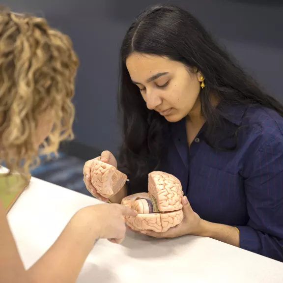 Two psychology students examining brain model