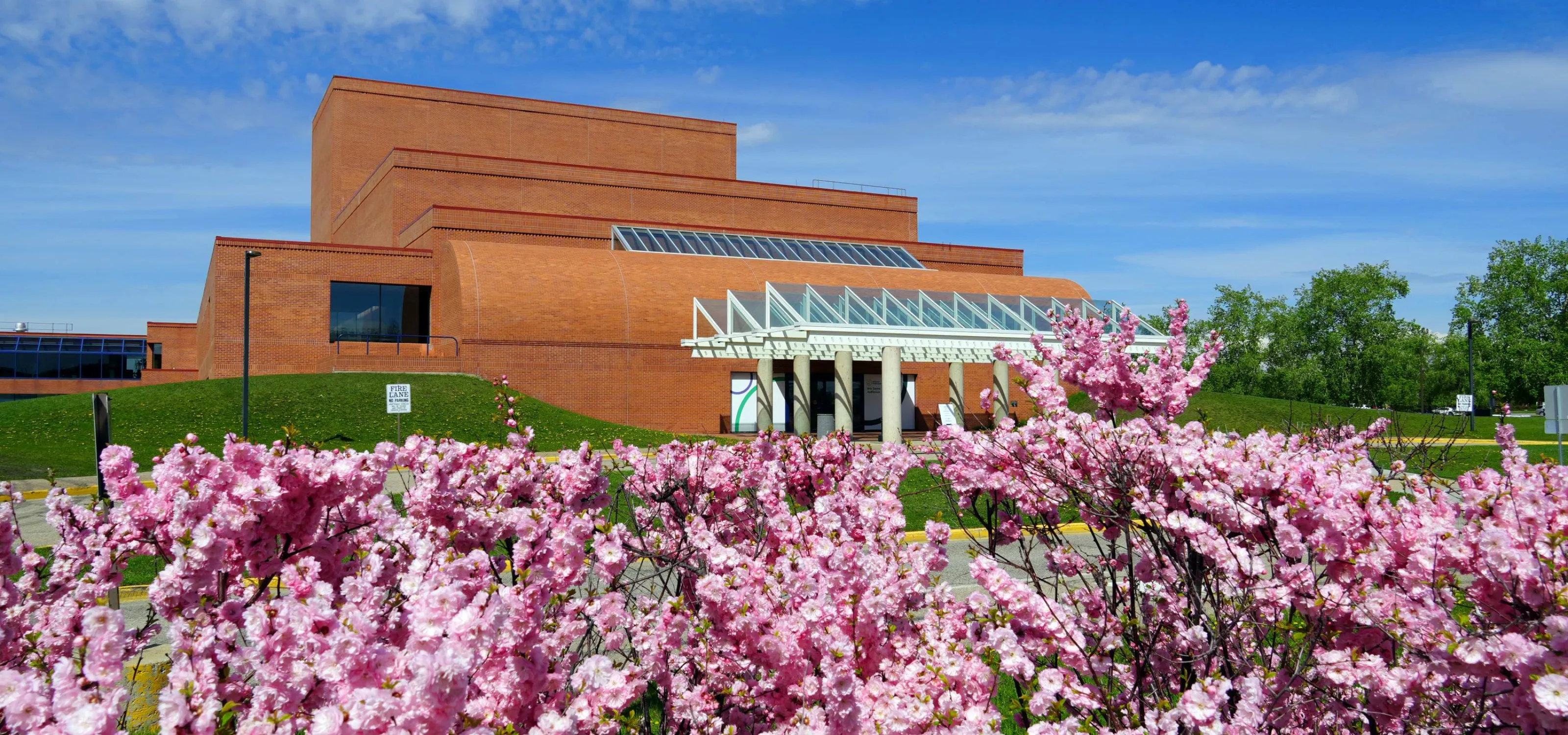 Vibrant pink blossoms in the foreground and The Arts Centre against a blue sky in the back
